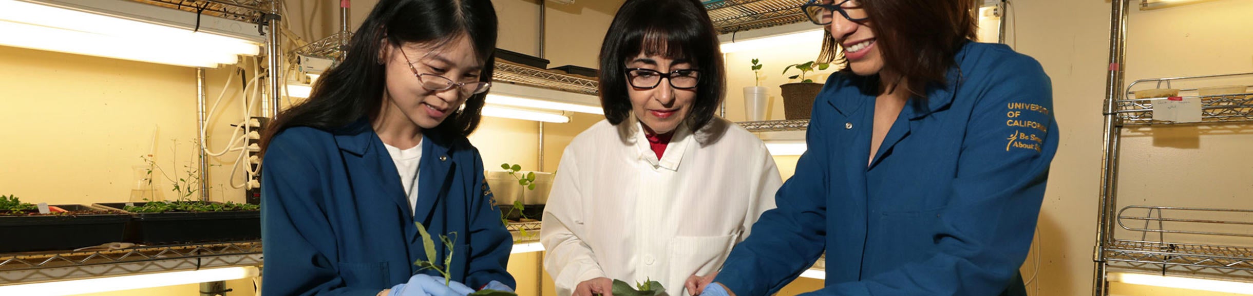 Isgouhi Kaloshian, Professor of Nematology, works with Jiangman He, left, Ph.D. in Genetics, and Damaris Godinez-Vidal, Ph.D. in Plant Pathology, as they tend to plants in the Kaloshian lab on May 30, 2019 in the Genomics building.