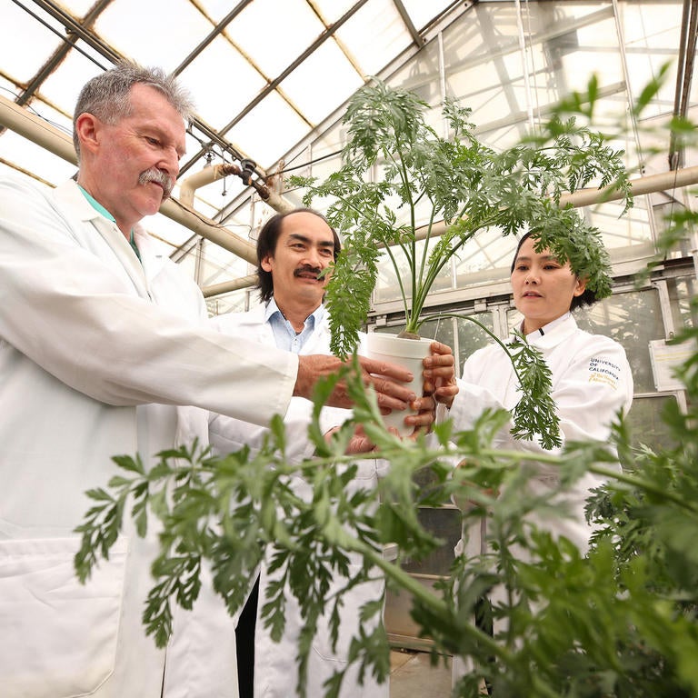 Photo shoot in a greenhouse for the Nematology department on June 21, 2019.  Philip Roberts, Professor of Nematology, left, with Bao Lam Huynh, Asst. Professional Researcher, and Tra Duong, Asst. Project Scientist. (UCR/Stan Lim)